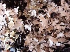 Korstmos Blackmos Musgo 250 gram, Huis en Inrichting, Woonaccessoires | Kunstplanten en Kunstbloemen, Nieuw