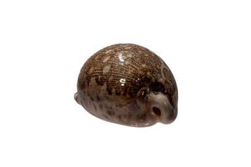Cauris des cartes rares (Cypraea mappa) | Objet de
