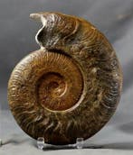 Prachtig fossiel ammoniet op standaard - Gefossiliseerd dier, Verzamelen