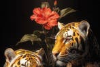 Yamila - Tigres de Porcelana: La Dualidad del Kintsugi, Nieuw