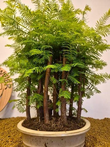 Kustmammoetboom bonsai (Sequoia) - Hoogte (boom): 52 cm -
