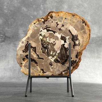 Magnifique tranche de bois pétrifié sur un socle