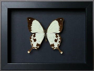 Vlinder Taxidermie volledige montage - Papilio dardanus - 18