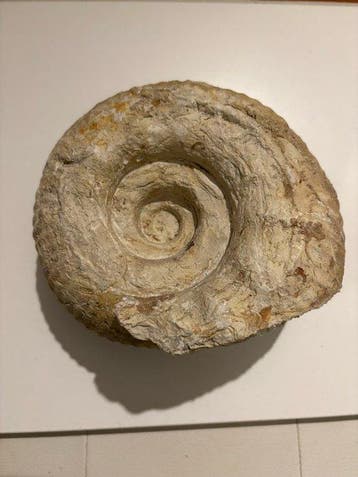 Ammonite - Coquillage fossilisé - 15.5 cm - 18 cm, Verzamelen