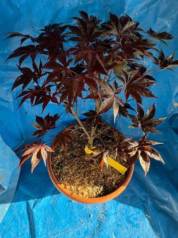 Drietand Esdoorn (Acer Buergerianum) - Hoogte (boom): 40 cm