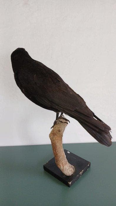 Zwarte kraai Taxidermie volledige montage - Corvus corone -, Collections, Collections Animaux