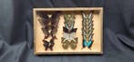 Wolrd Butterflies - ex French Mr Amédro Collection - Diorama, Verzamelen, Dierenverzamelingen, Nieuw