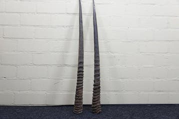 Oryx gazelle Cornes - Oryx gazella - 84 cm - 3 cm - 0 cm-