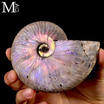 Cleoniceras ammonietfossiel met paarse iriserende glans, Verzamelen
