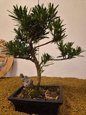Boeddha-den bonsai (Podocarpus macrophyllus) - Hoogte