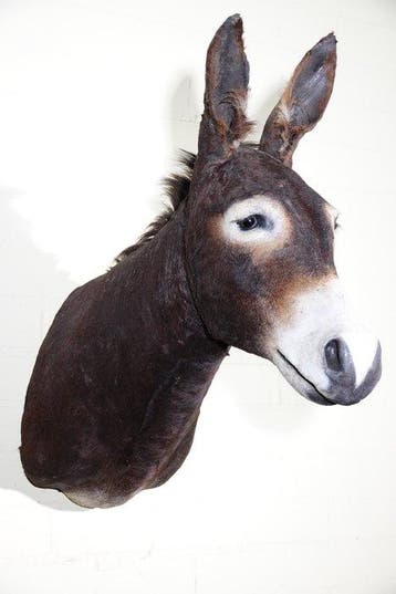 Âne sauvage africain Support mural pour taxidermie - Equus, Nieuw