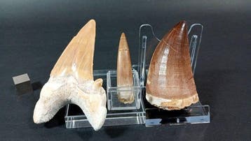 Requin, plésiosaure et mosasaure - Dents fossiles - Otodus, Collections