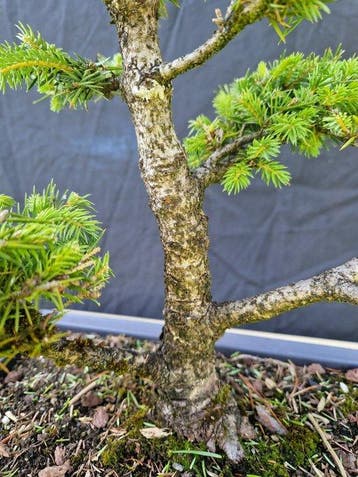 Spar bonsai (Picea) - Hoogte (boom): 40 cm - Diepte (boom):