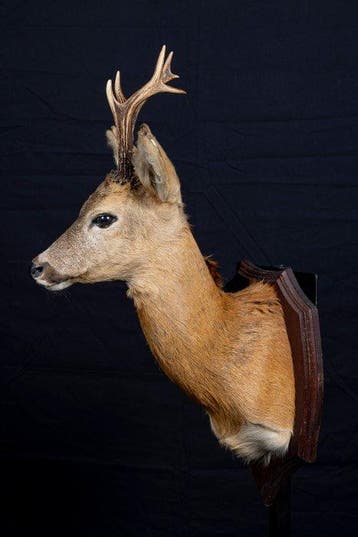 Chevreuil Support de corps entier pour taxidermie -