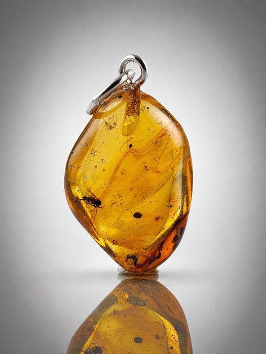 Baltisch Amberhanger voor verzamelaar – Prachtige, Antiquités & Art, Curiosités & Brocante