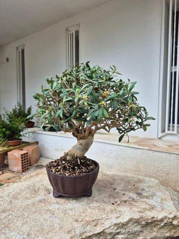Bonsaï dOlea europaea - Hauteur (arbre) : 35 cm -