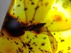 FOSSlL-AMAZING!! Dominicaans amber- 31 g, Verzamelen