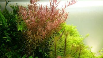 Rotala rotundifolia In Vitro, Verzenden, Nieuw