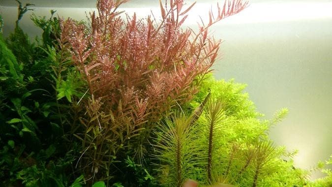 Rotala rotundifolia In Vitro, Dieren en Toebehoren, Vissen | Aquaria en Toebehoren, Nieuw, Verzenden