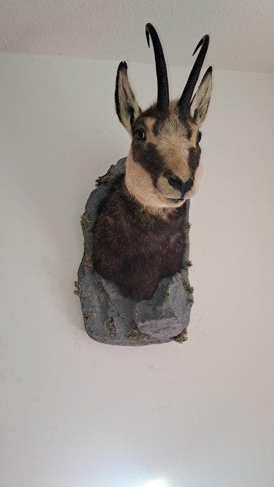 Gems Taxidermie volledige montage - Gams Chamois - 60 cm -, Verzamelen, Dierenverzamelingen