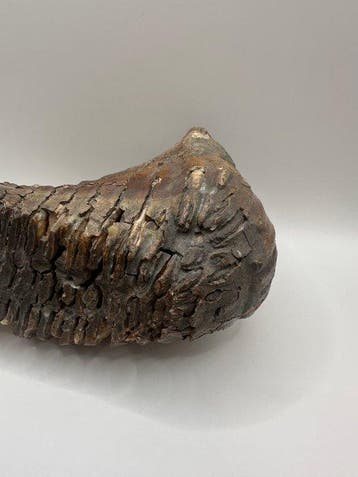 Mammouth laineux - Molaire fossile - Mammuthus primigenius, Collections, Minéraux & Fossiles