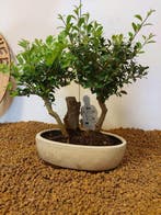 Japanese holly bonsai (Ilex crenata) - Hoogte (boom): 23 cm