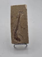 Gefossiliseerd dier - fish - 9 cm (Zonder minimumprijs)