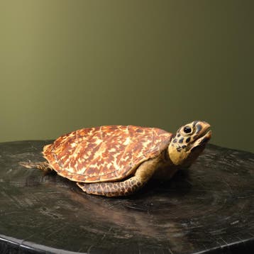 Schildpad Antiek Taxidermie Opgezette Dieren By Max, Verzamelen, Ophalen of Verzenden, Nieuw, Wild dier, Opgezet dier