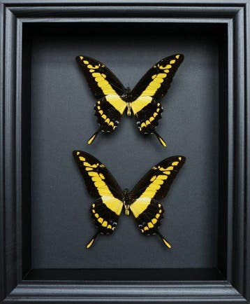 Papillon Support de corps entier pour taxidermie - Papilio