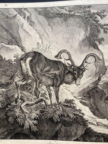Johann Elias Ridinger (1698–1767) - The Stag