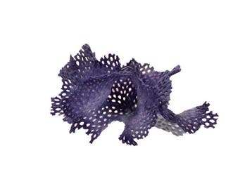 Maritiem kunstwerk van de natuur: filigrane Bryozoa-kolonie