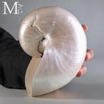 Nautilus Pompilius Gepolijste parelmoeren schelp 180 mm, Verzamelen, Mineralen en Fossielen