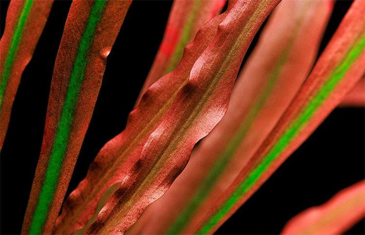 Cryptocoryne spiralis Red - Pot, Dieren en Toebehoren, Vissen | Aquaria en Toebehoren, Nieuw, Verzenden