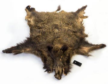 Wildzwijnvacht - Vloerkleed - 170 cm - 152 cm - vloer- of