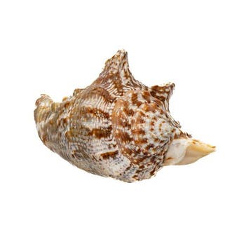 Escargot collectionneur Strombius raninus / Support de corps