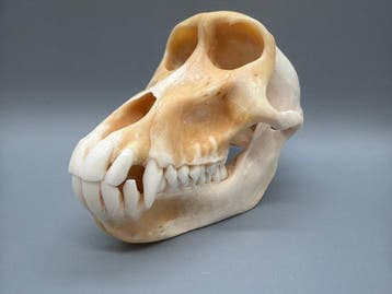Aap Schedel van een zoogdier - Papio Ursinus - 10 cm - 10 cm