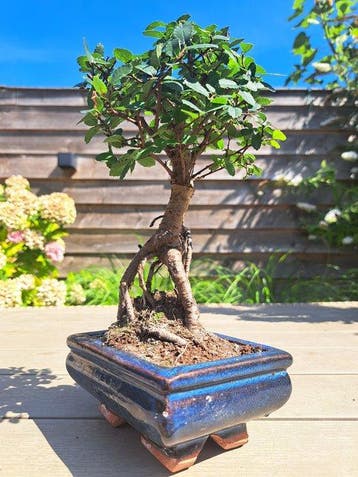 Bonsaï Orme de Chine (Ulmus parviflora) - Hauteur (arbre) :
