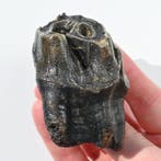 Rhinocéros laineux - Dent fossile - Coelodonta antiquitatis