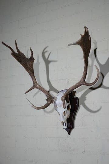 Fallow Buck Trophy Schedel - Dama dama - 35 cm - 80 cm - 70
