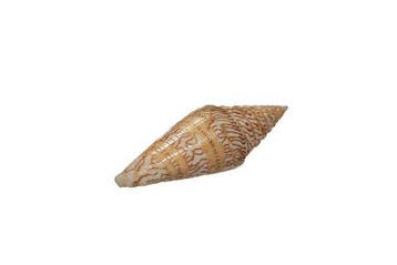 Conus excelsus (69 mm) - Balut Island, Filipijnen -