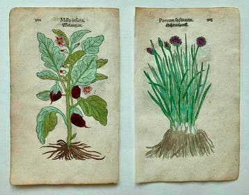 Leonhart Fuchs - Primi de stirpium historia commentariorum
