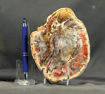 Mooi en decoratief gefossiliseerd hout - Gepolijst met