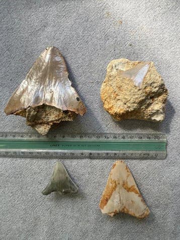 4 Megalodon-tanden 9,0 / 4,4 / 10,0 / 7,2 cm - Fossiele tand, Collections
