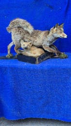 Rode vos Taxidermie wandmontage - Vulpes vulpes - Grande, Verzamelen, Dierenverzamelingen, Nieuw