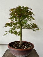 Japanese maple bonsai (Acer palmatum) - Hoogte (boom): 40 cm