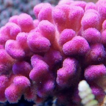 Stylophora Roze Frag (Ong. 2-3 cm), Dieren en Toebehoren
