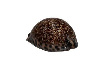Grote Arabische Kauri: Cypraea arabica immanis (90 mm) –, Nieuw