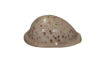 Cypraea pantherina WIT 67 mm - GEM-kwaliteit - Red Sea