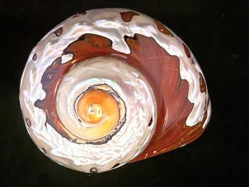 Escargot de mer Coquillage marin - S-493 TURBO SARMATICUS