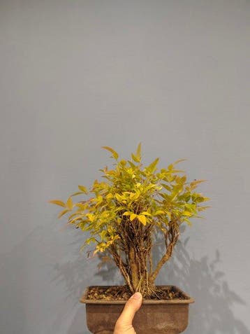 Bonsaï de Nandina - Hauteur (arbre) : 30 cm - Profondeur